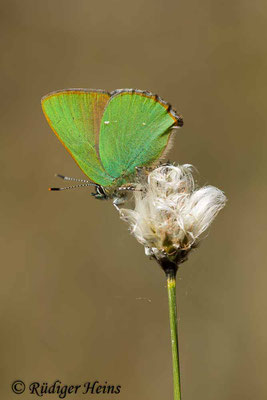 Callophrys rubi (Brombeer-Zipfelfalter), 11.5.2017