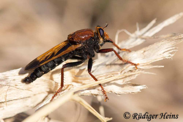 Asilus barbarus Männchen