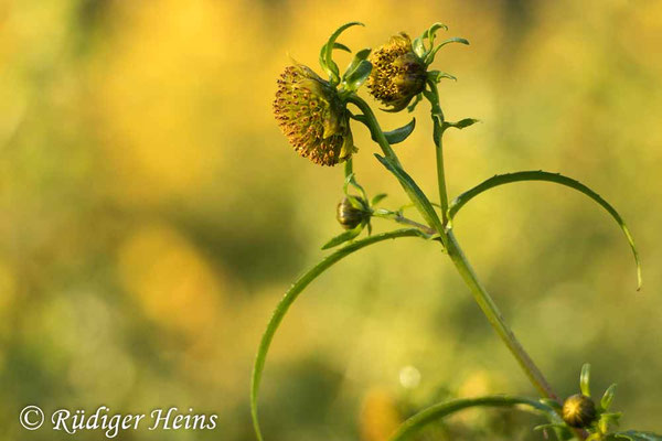 Bidens cernua (Nickender Zweizahn)