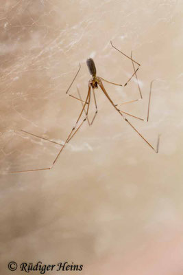 Pholcus phalangioides (Große Zitterspinne)