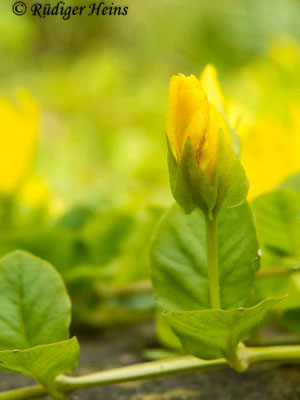 Lysimachia nummularia (Pfennigkraut)