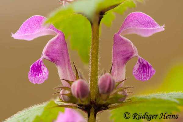 Lamium maculatum (Gefleckte Taubnessel), 14.4.2012