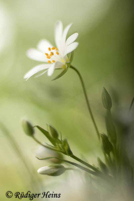 Stellaria holostea (Große Sternmiere), 28.4.2022