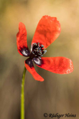 Papaver argemone, Sand-Mohn