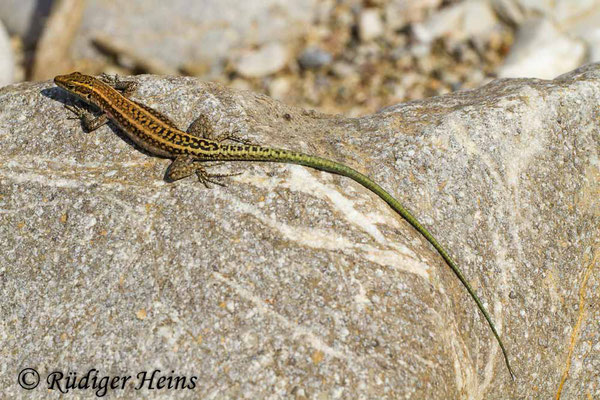 Anatololacerta oertzeni (Südwestanatolische Eidechse), 27.10.2015