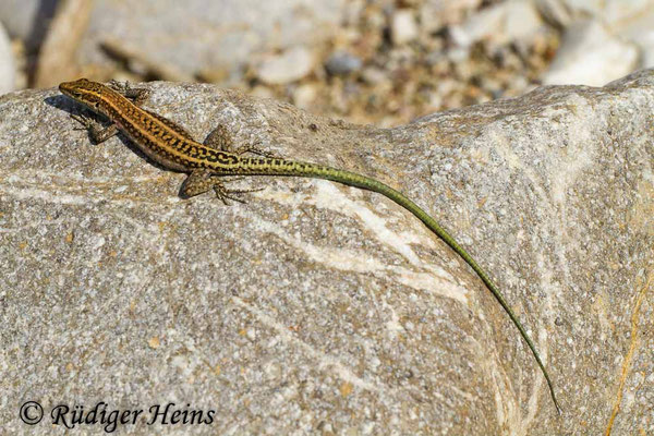 Anatololacerta oertzeni (Südwestanatolische Eidechse)