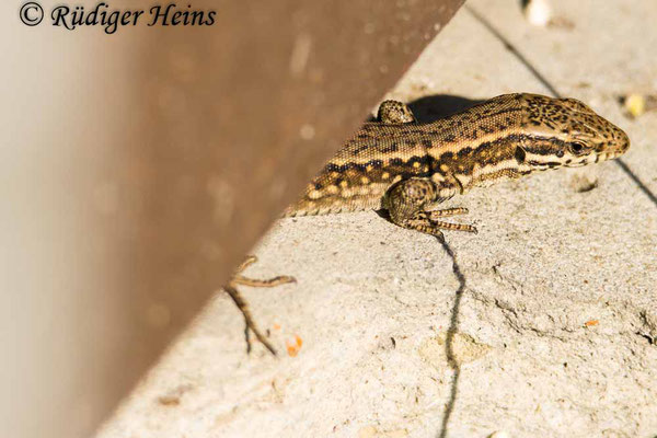Podarcis muralis (Mauereidechse), 28.8.2024