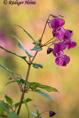 Impatiens glandulifera (Drüsiges Springkraut), 15.9.2022