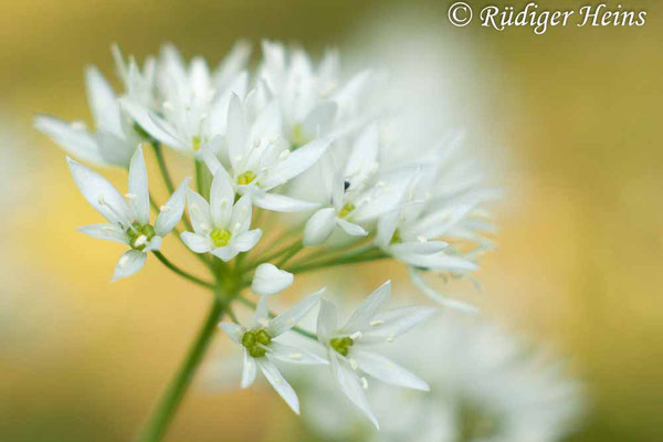 Allium ursinum (Bärlauch), 12.5.2016