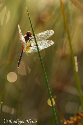 Sympetrum flaveolum (Gefleckte Heidelibelle) Männchen, 6.9.2018