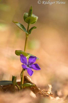 Vinca major (Großes Immergrün), 21.4.2023