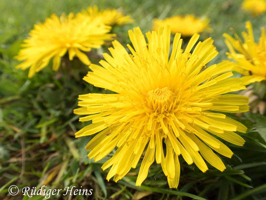 Taraxacum officinale (Gewöhnlicher Löwenzahn), 26.4.2025