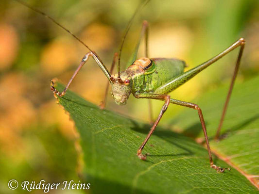 Leptophyes punctatissima (Punktierte Zartschrecke) Männchen, 15.10.2019