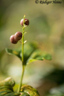Maianthemum bifolium (Zweiblättrige Schattenblume)