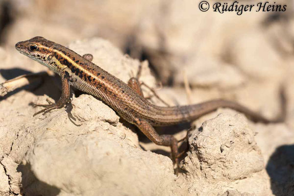 Ophisops elegans (Europäisches Schlangenauge), 25.10.2008