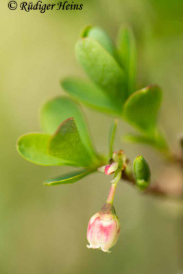 Vaccinium uliginosum, Rauschbeere
