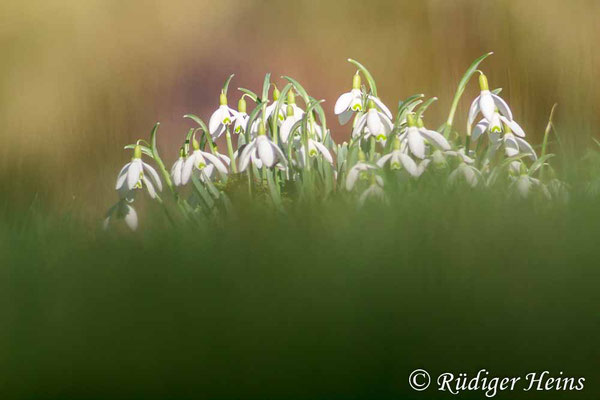 Galanthus nivalis (Schneeglöckchen), 24.2.2019