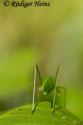 Phaneroptera falcata (Gemeine Sichelschrecke) Weibchen, 25.8.2017