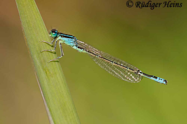 Ischnura pumilio (Kleine Pechlibelle) Männchen, 24.6.2010