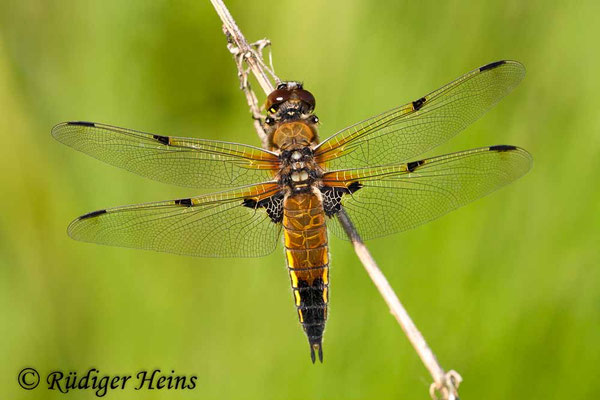 Libellula quadrimaculata, Vierfleck, Weibchen