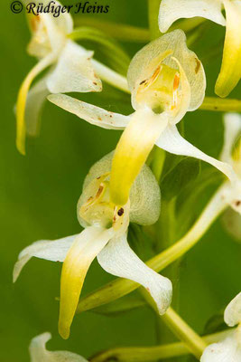 Platanthera chlorantha  (Grünliche Waldhyazinthe), 9.6.2016