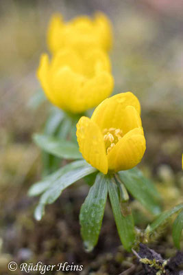 Eranthis hyemalis (Winterling), 25.2.2025