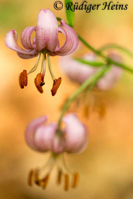 Lilium martagon (Türkenbund), 1.7.2013