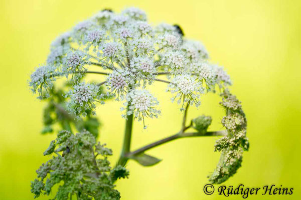 Angelica sylvestris (Wald-Engelwurz), 16.7.2018