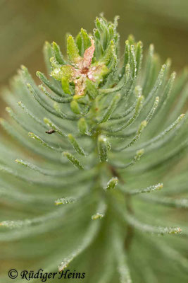 Euphorbia cyparissias (Zypressen-Wolfsmilch), 8.9.2022