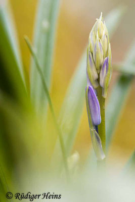 Hyacinthoides non-scripta (Atlantisches Hasenglöckchen), 26.4.2023