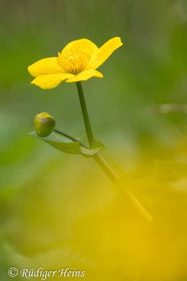 Caltha palustris (Sumpfdotterblume)