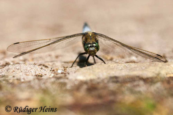 Orthetrum cancellatum (Großer Blaupfeil) Männchen, 2.7.2006