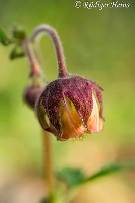 Geum rivale (Bach-Nelkenwurz)