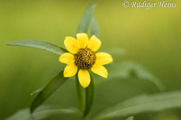 Nickender Zweizahn (Bidens cernua), 7.9.2022 - Pentacolor 50mm f/1,8