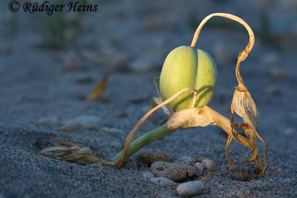Pancratium maritimum (Dünen-Trichternarzisse oder Strandlilie)