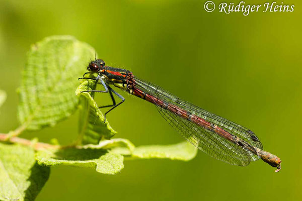 Pyrrhosoma nymphula (Frühe Adonislibelle) Weibchen, 29.6.2024