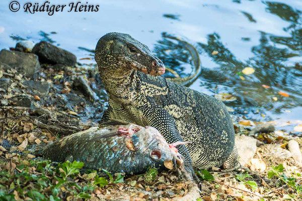 Bindenwaran (Varanus salvator), 25.01.2023 - Panasonic DMC-FZ 1000