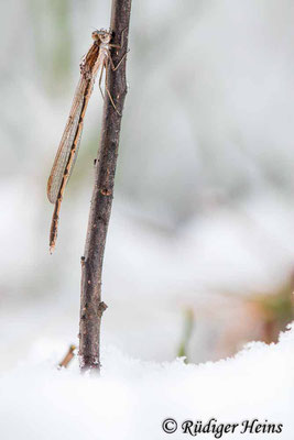Exponiert sitzendes Männchen der Gemeinen Winterlibelle in verschneiter Umgebung, 4.1.2025 - Makroobjektiv 180mm f/3.5