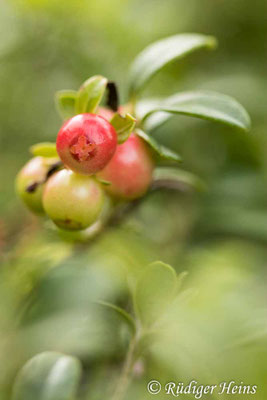 Vaccinium vitis-idaea (Preiselbeere), 23.9.2023