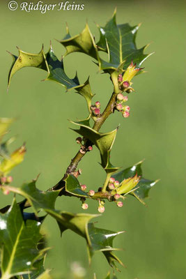 Ilex aquifolium (Europäische Stechpalme), 23.5.2021