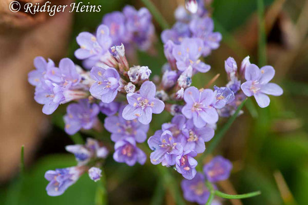 Limonium vulgare (Gewöhnlicher Strandflieder), 15.7.2008