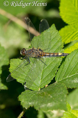 Leucorrhinia pectoralis (Große Moosjungfer), Weibchen 25.5.2018