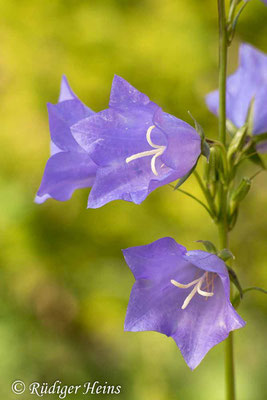 Campanula persicifolia (Pfirsichblättrige Glockenblume), 28.5.2024