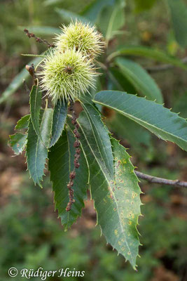 Castanea sativa, Edelkastanie