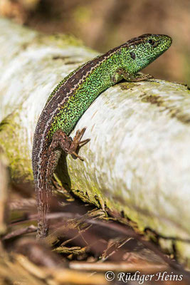 Lacerta agilis (Zauneidechse) Männchen