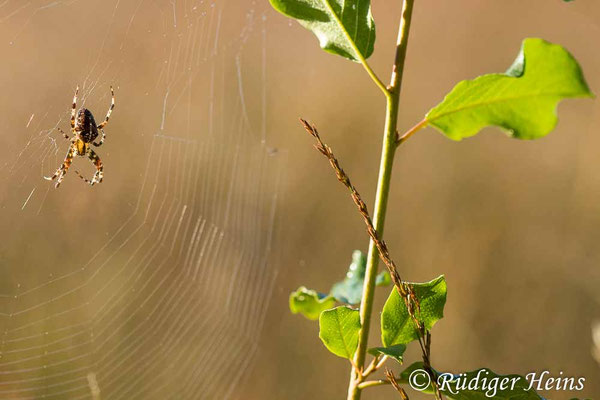 Araneus diadematus (Gartenkreuzspinne)