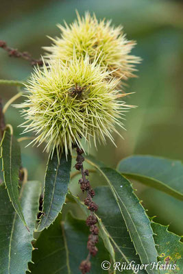 Castanea sativa (Edelkastanie), 12.10.2020