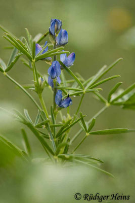 Lupinus angustifolius (Blaue Lupine)