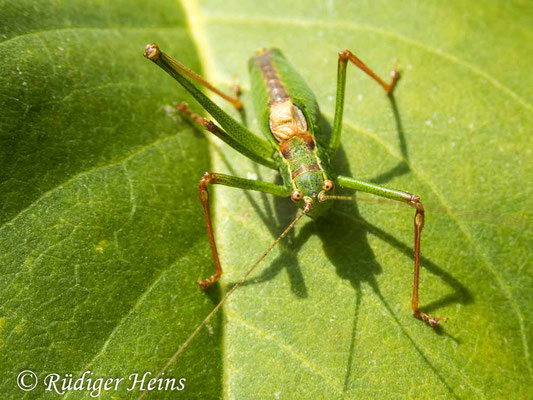 Leptophyes punctatissima (Punktierte Zartschrecke) Männchen, 3.10.2019