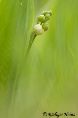 Convallaria majalis (Maiglöckchen), 7.5.2023